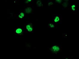 ERCC4 / XPF Antibody (clone OTI2C2)