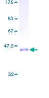 Human RAB2A / RAB2 Protein (Recombinant GST)