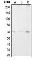 CSRNP2 / FAM130A1 Antibody (Internal)