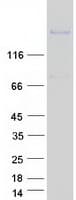 Human ATRNL1 Protein (Recombinant Myc-DDK (Flag))