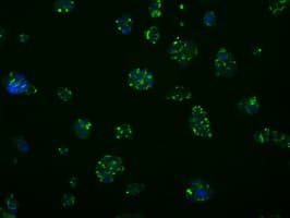 MCL1 / MCL 1 Antibody (clone OTI2D6)