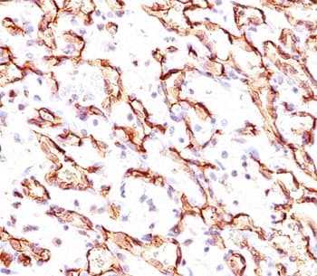 PODXL / Podocalyxin Antibody (Extracellular Domain, clone 3D3, Ready-to-Use)