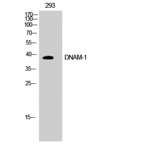 DNAM-1 / CD226 Antibody (270-350 aa)