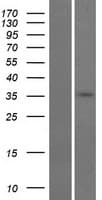 Human GDPD3 Protein (Over-Expression Lysate Myc-DDK (Flag))