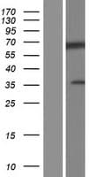 DNAJC2 / ZRF1 Protein (Over-Expression Lysate Myc-DDK (Flag))