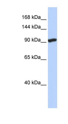 SIDT2 Antibody (aa72-121)