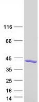 Human EFHD2 Protein (Recombinant Myc-DDK (Flag))
