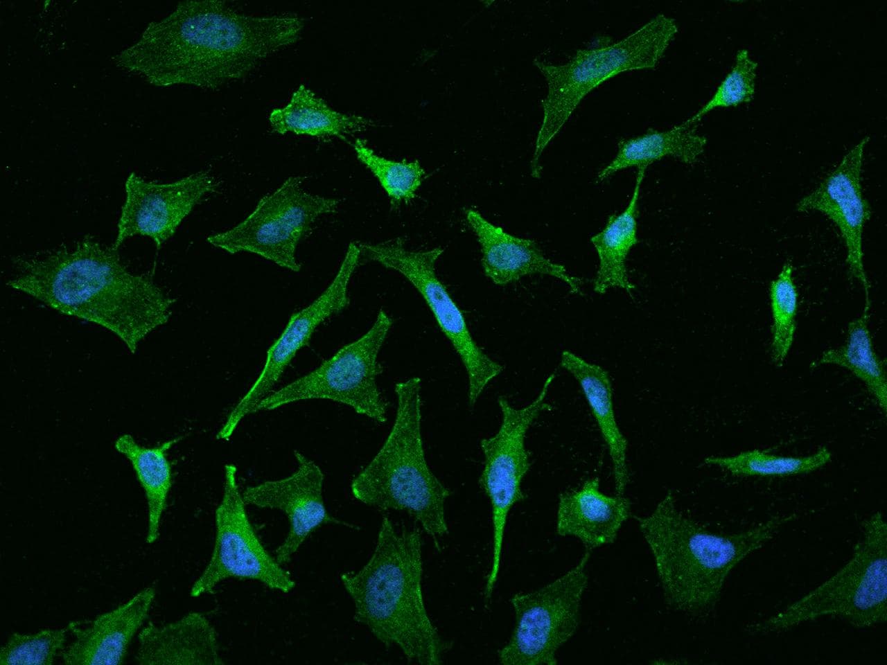 Polyclonal Rabbit anti-Human FLRT1 Antibody (IHC, IF)