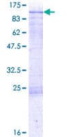 Human CLINT1 Protein (Recombinant GST)