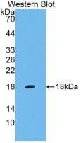 IFN Gamma / Interferon Gamma Antibody (clone C1, APC)