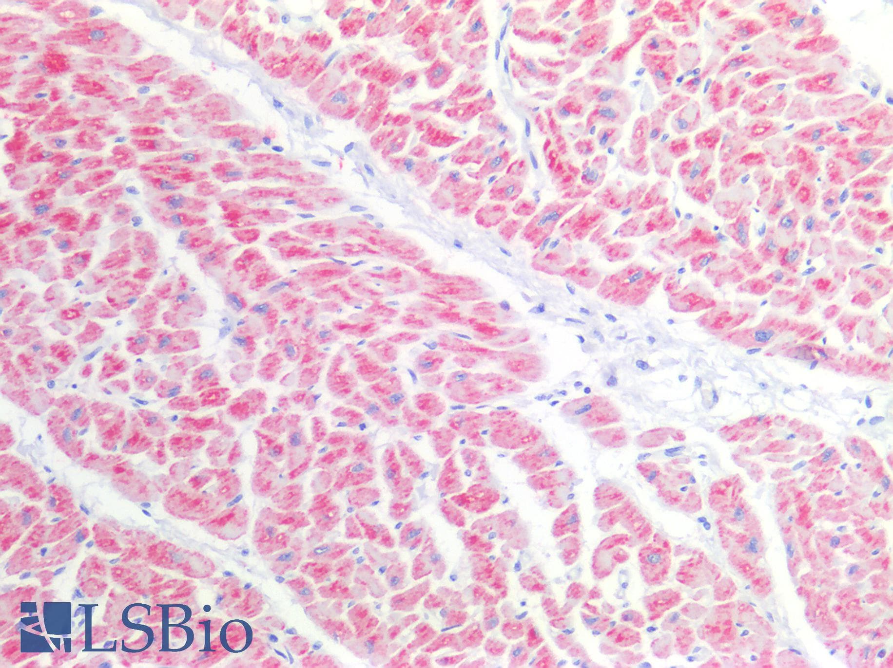 PathPlus™ CD157 Antibody