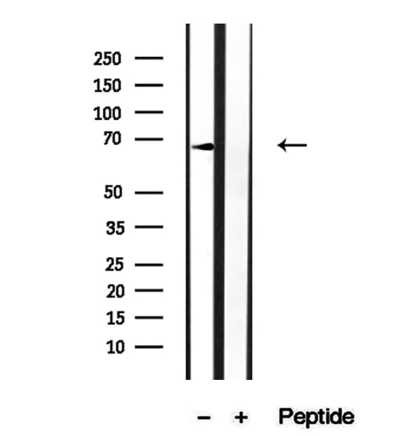 MGRN1 Antibody