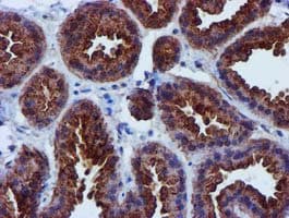 EPN2 Antibody (clone OTI1E4)