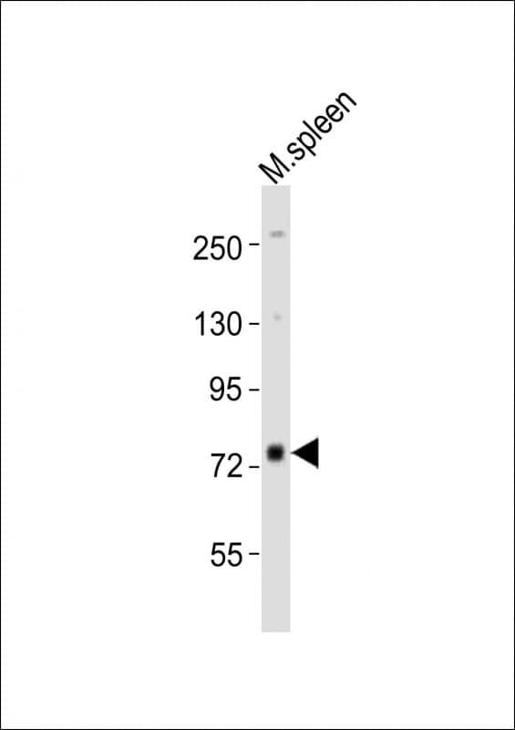 MELK Antibody (aa434-468)