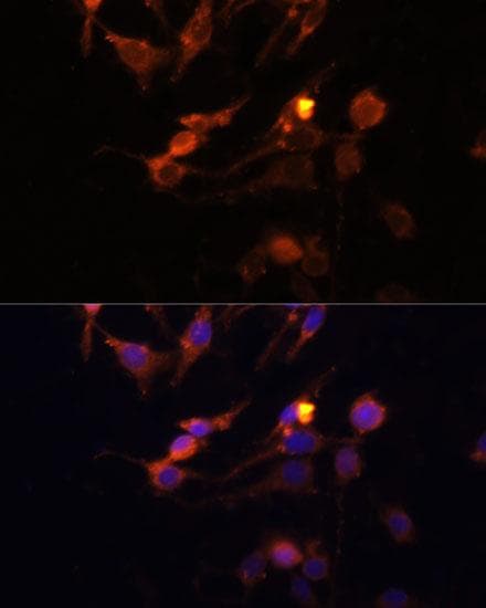 PINK1 Antibody