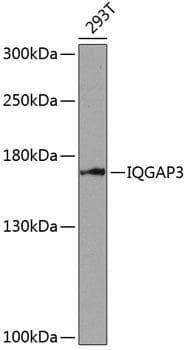 Polyclonal Rabbit anti-Human IQGAP3 Antibody (WB)