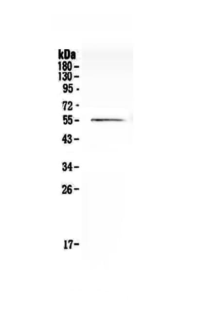 CDC20 Antibody