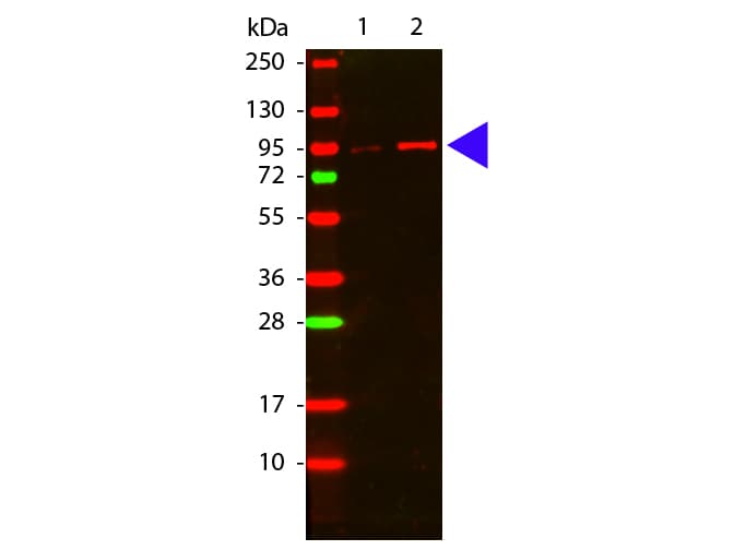 IHC-plus™ AKT1 Antibody (phospho-Thr308)