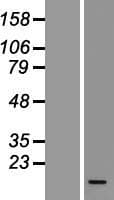 LD78 / CCL3L1 Protein (Over-Expression Lysate Myc-DDK (Flag))