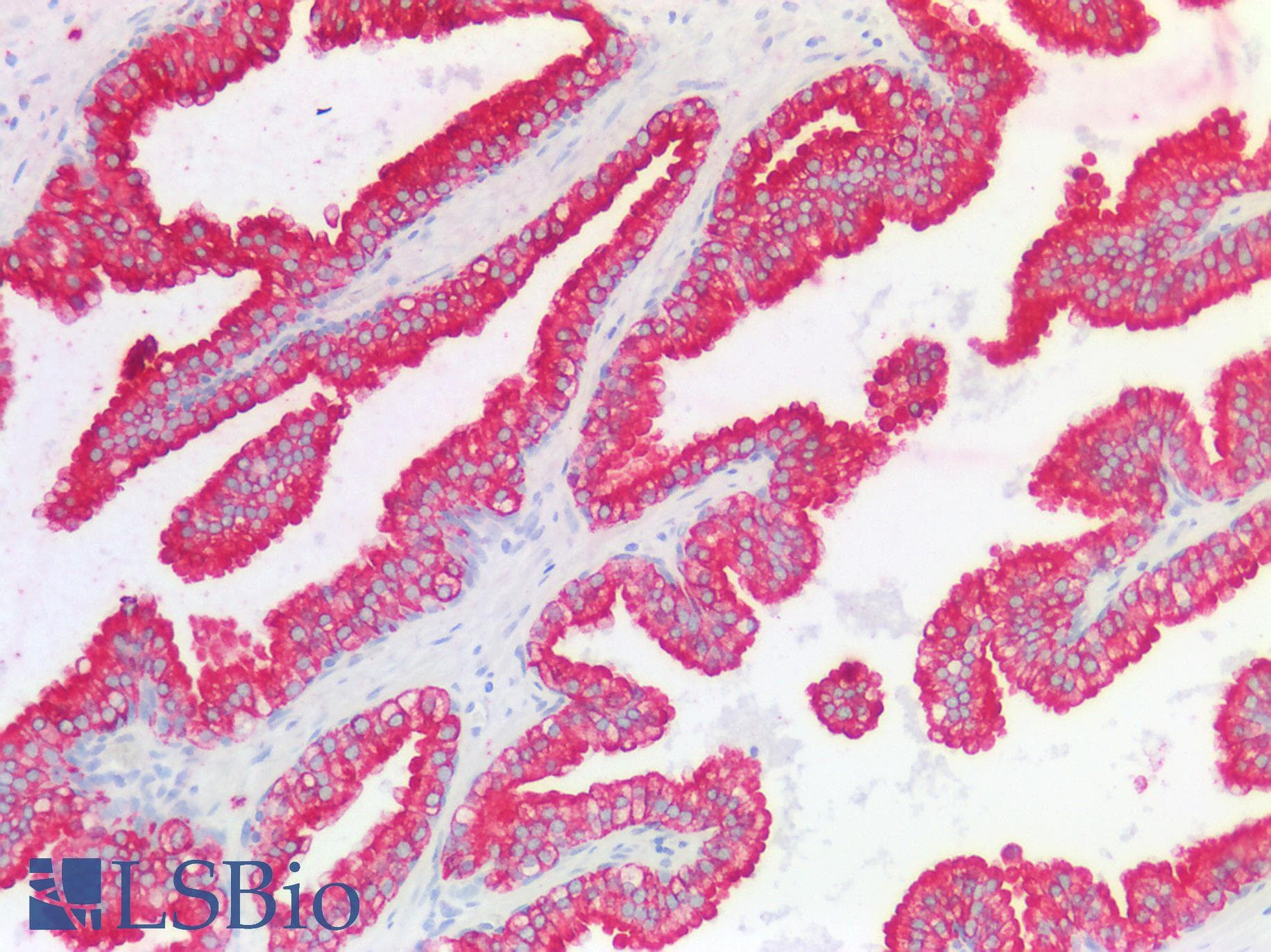 PathPlus™ Polyclonal Rabbit anti-Human HSD3B7 Antibody (aa108-157, IHC, WB)