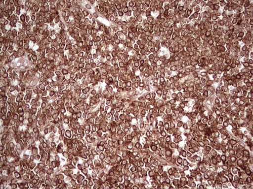 WIBG Antibody (clone OTI9C7)