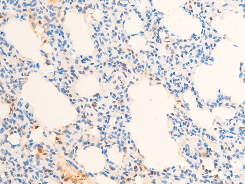 JUN / c-Jun Antibody (phospho-Thr93)