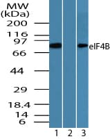 IHC-plus™ EIF4B Antibody (aa570-630)