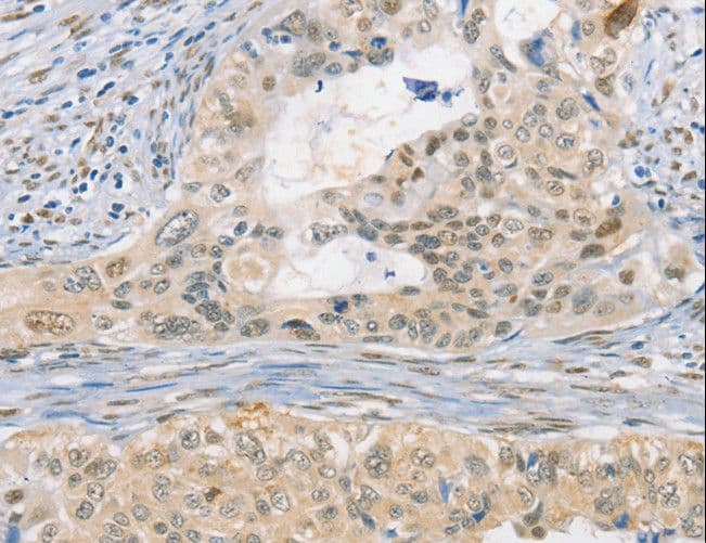 CDC27 Antibody
