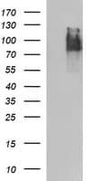 ICAM3 / CD50 Antibody (clone OTI4F5, Carrier-free)