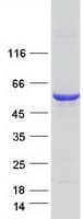 Human SEPT6 / Septin 6 Protein (Recombinant Myc-DDK (Flag))