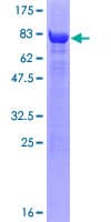 Human CDK16 / PCTAIRE Protein (Recombinant GST)