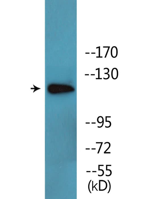 ABL1 / c-ABL Antibody (phospho-Thr754/Thr735)