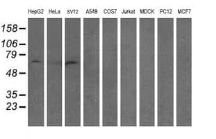 RAP74 / GTF2F1 Antibody (clone OTI1C5, Carrier-free)
