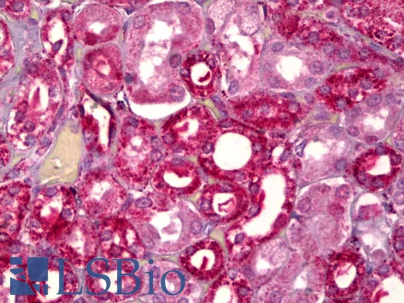 IHC-plus™ GHRHR Antibody (aa351-400)