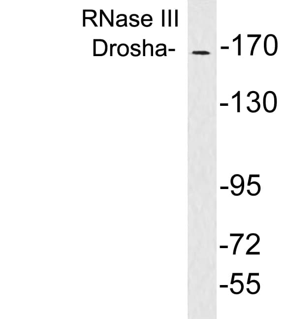 DROSHA / RNASEN Antibody (aa774-823)