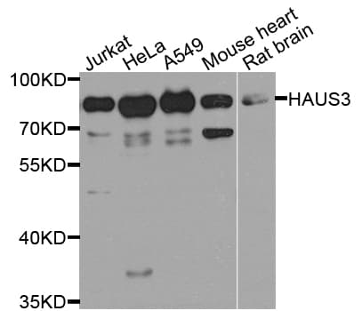 HAUS3 / C4orf15 Antibody