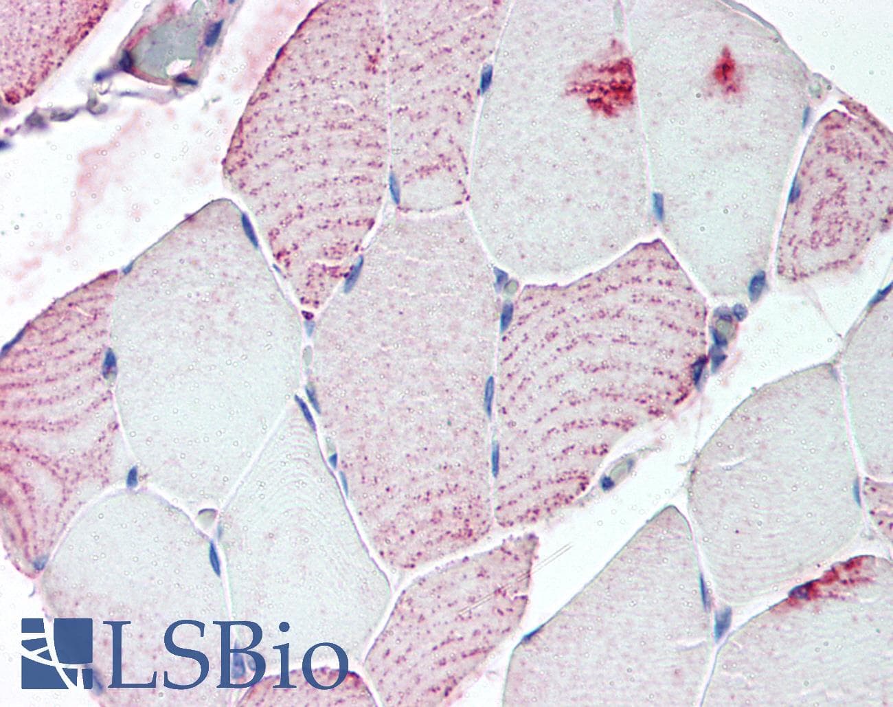 IHC-plus™ RXFP2 / LGR8 Antibody (C-Terminus)
