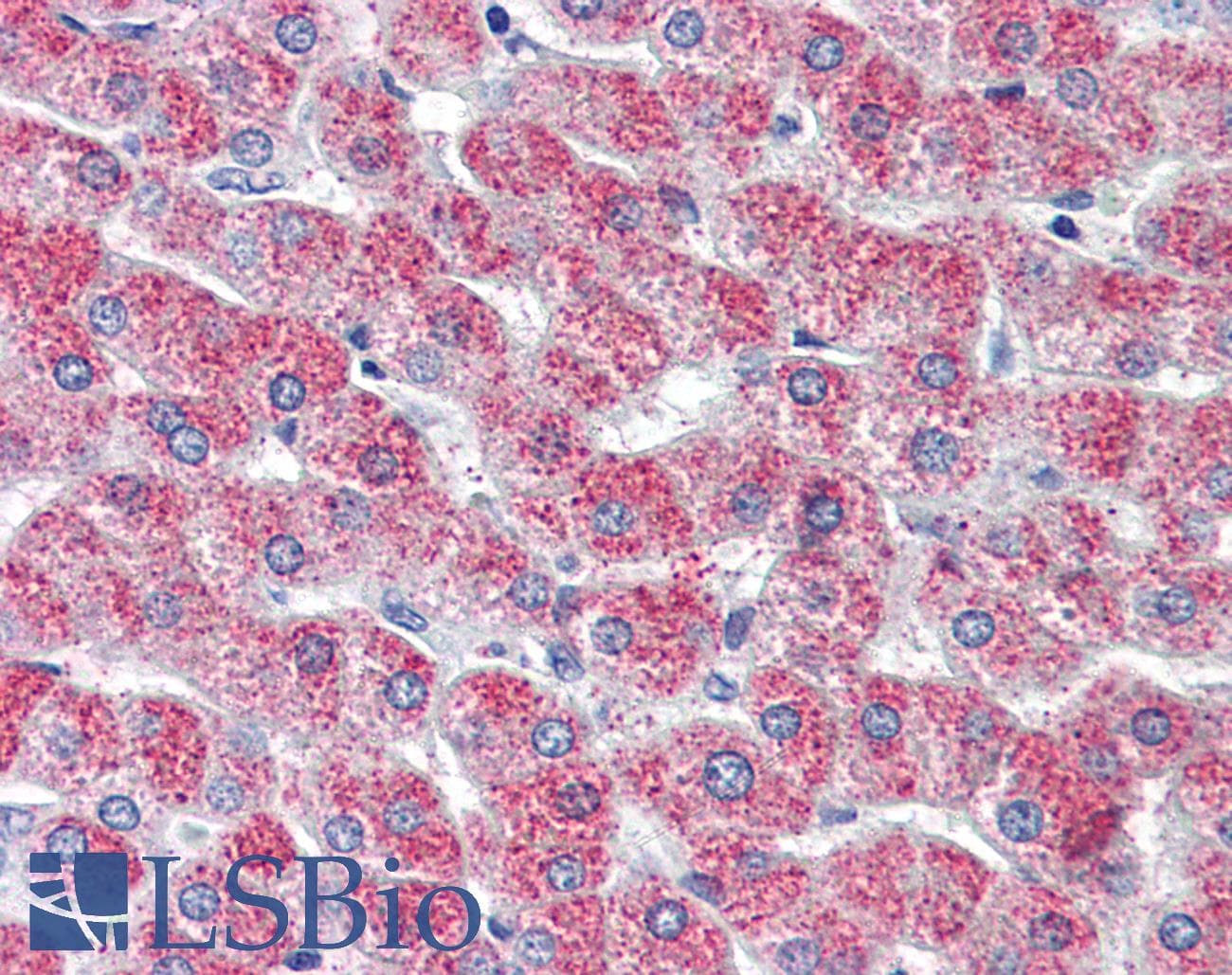 IHC-plus™ ADGRG6 / GPR126 Antibody (N-Terminus)
