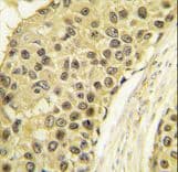 CCNA2 / Cyclin A2 Antibody (aa358-389)