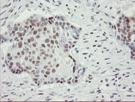 RFC2 / RFC40 Antibody (aa1-234, clone OTI3A7, Carrier-free)