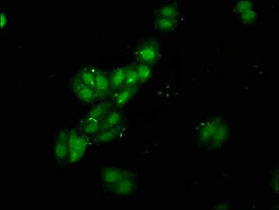 RBMS1 Antibody (aa206-277)