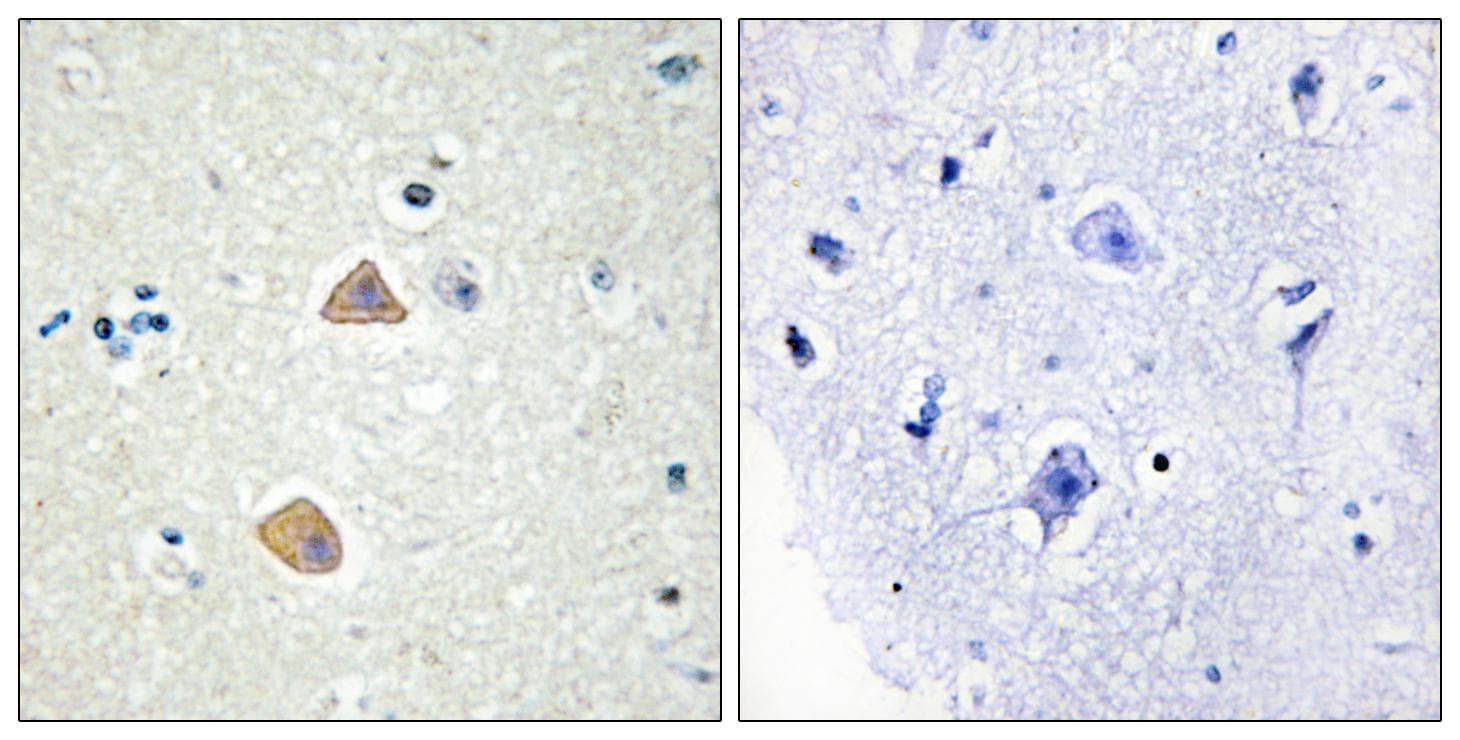 EFNA5 / Ephrin A5 Antibody