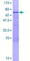 Human SEC14L2 Protein (Recombinant GST)