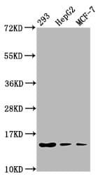 HIST1H2BN Antibody