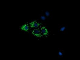COX6A1 Antibody (clone OTI3F1)