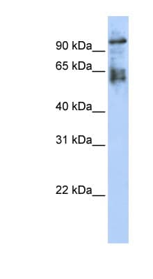 ZNF43 Antibody (aa359-408)