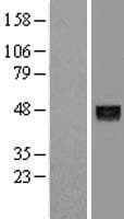 ANGPTL5 Protein (Over-Expression Lysate Myc-DDK (Flag))