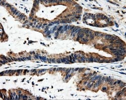 FAHD2A Antibody (clone OTI9D4, Carrier-free)