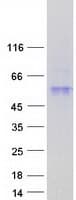 Human PRRT4 Protein (Recombinant Myc-DDK (Flag))
