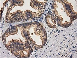CHCHD5 Antibody (clone OTI9E6)